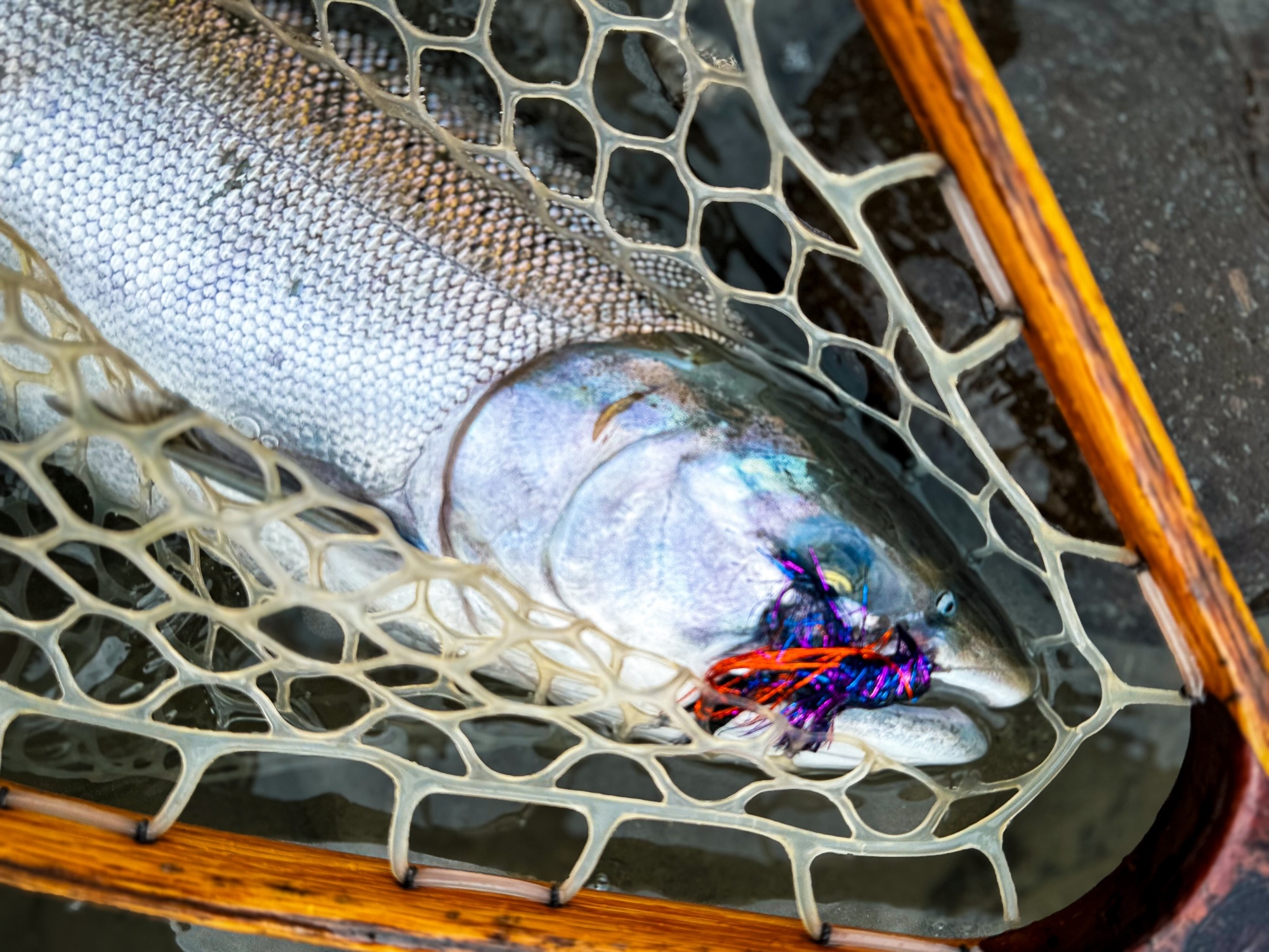 Fall fly fishing in BC