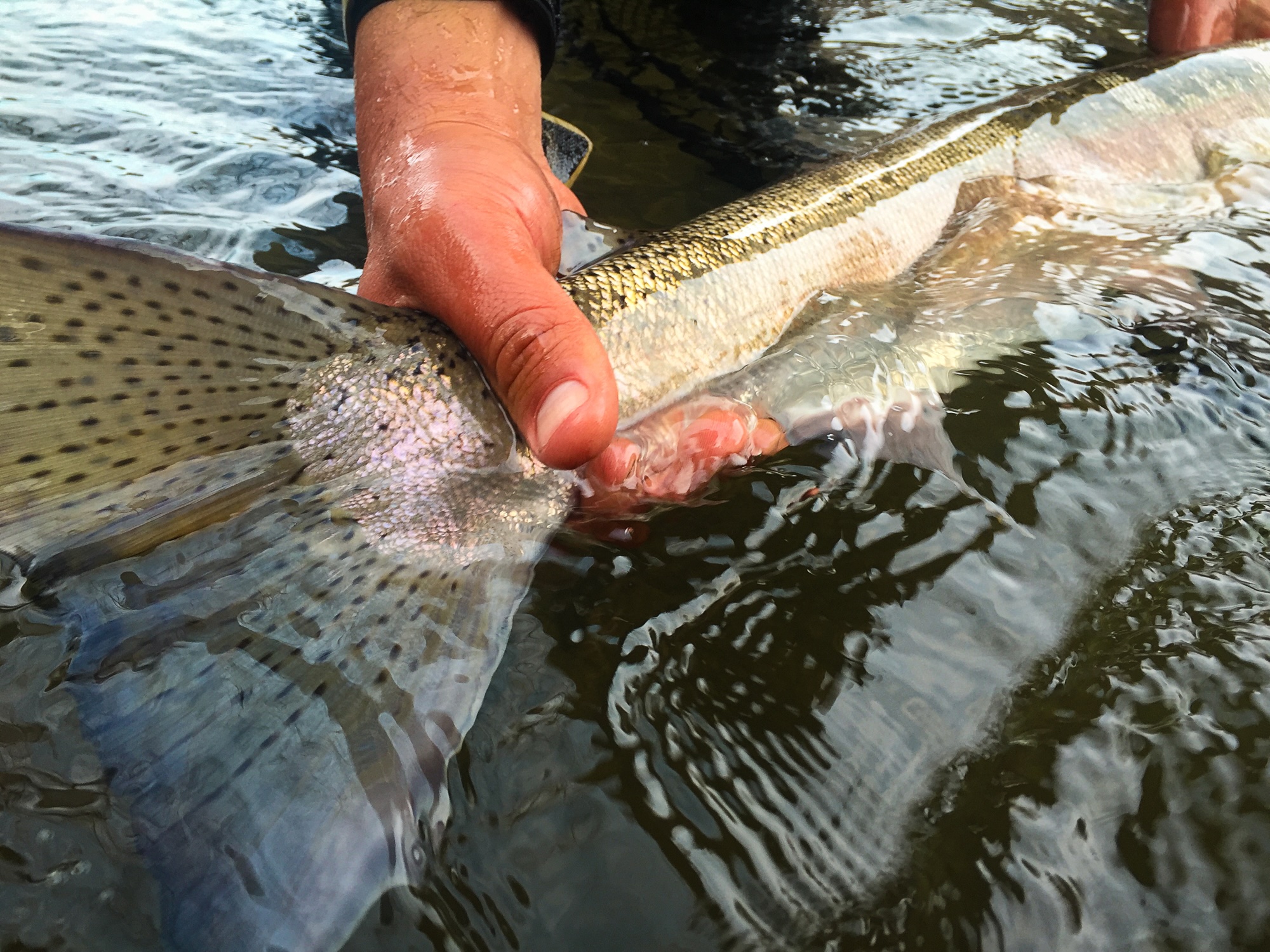 Chromer sport fishing