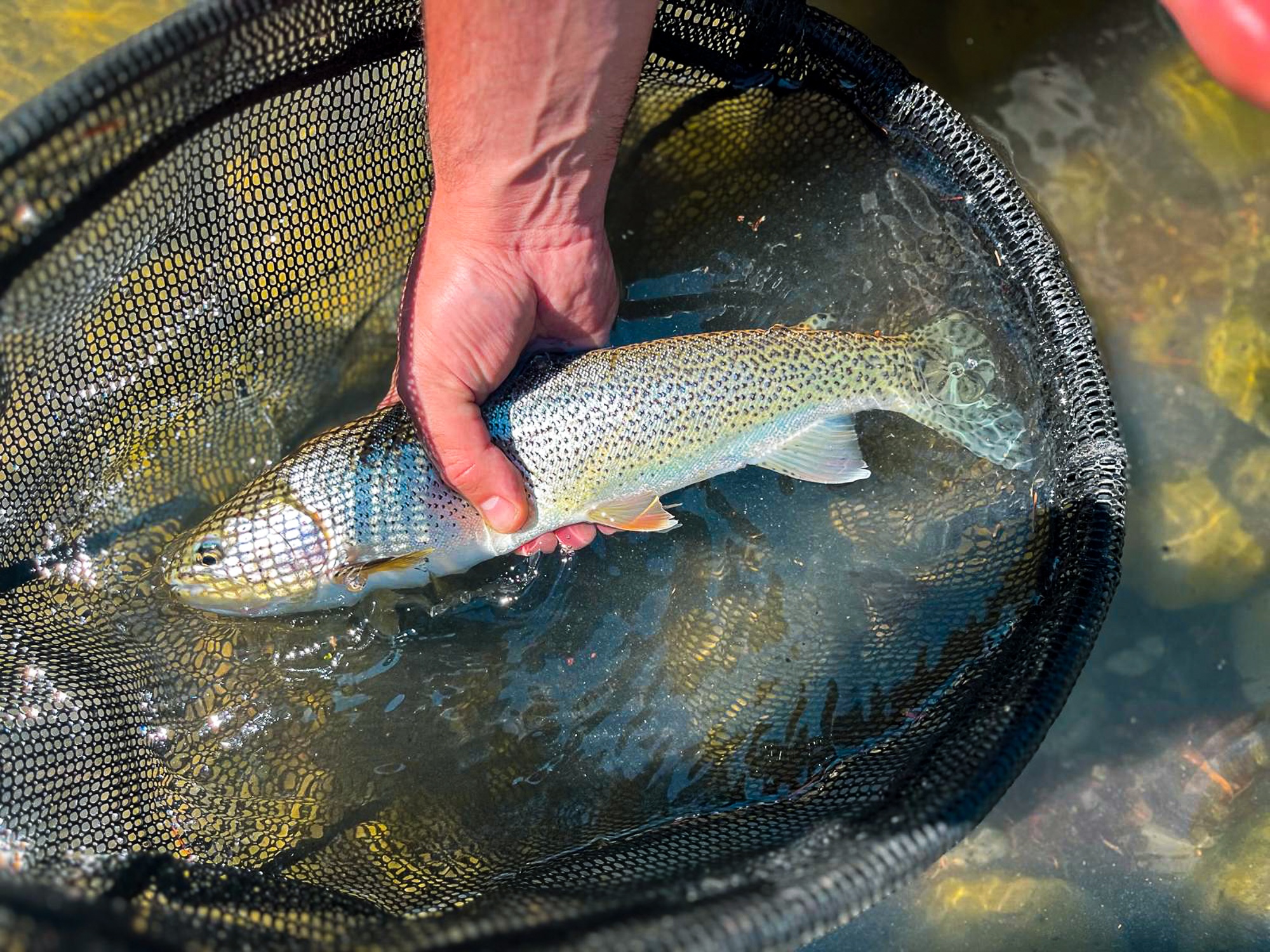 Fly fishing near Vancouver