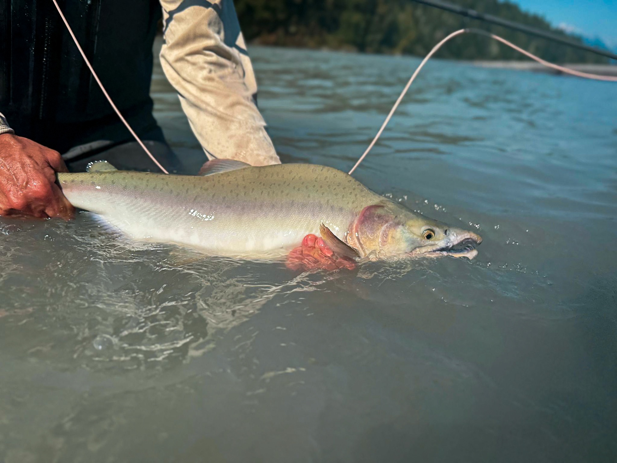 Fly fishing near Vancouver