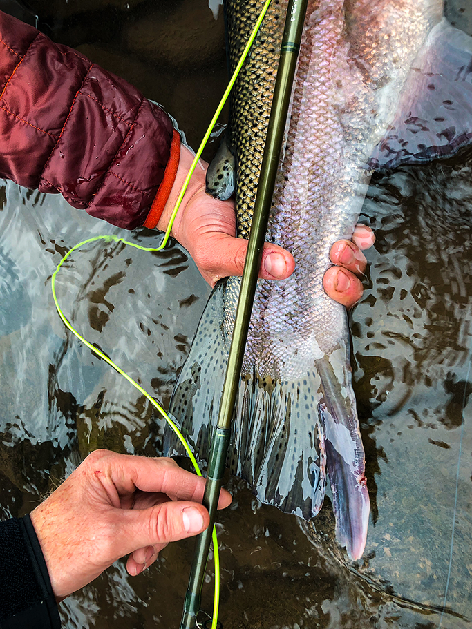 Fly fishing guide standing in river