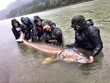 Fraser River sturgeon fishing