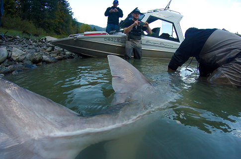 Fraser River sturgeon fishing