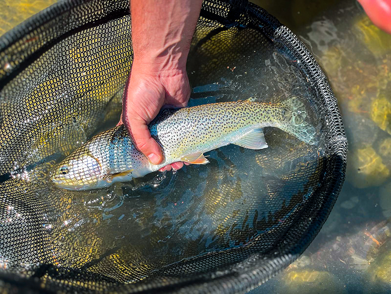 The guided experience