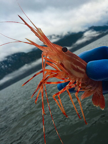 Vancouver salmon charter